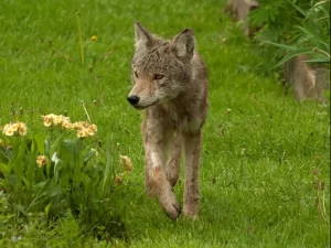Mujer que fue mordida en rodilla es el séptimo ataque de coyote en Burlington