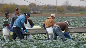 Conoce tus derechos laborales como trabajador temporal en Canadá