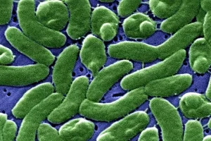 EE. UU. en alerta por bacteria "come carne" en aguas del Atlántico y el Golfo de México